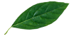leaf-1-100x51-1 leaf-1-100x51-1