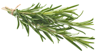 rosemary-200x110-1 rosemary-200x110-1